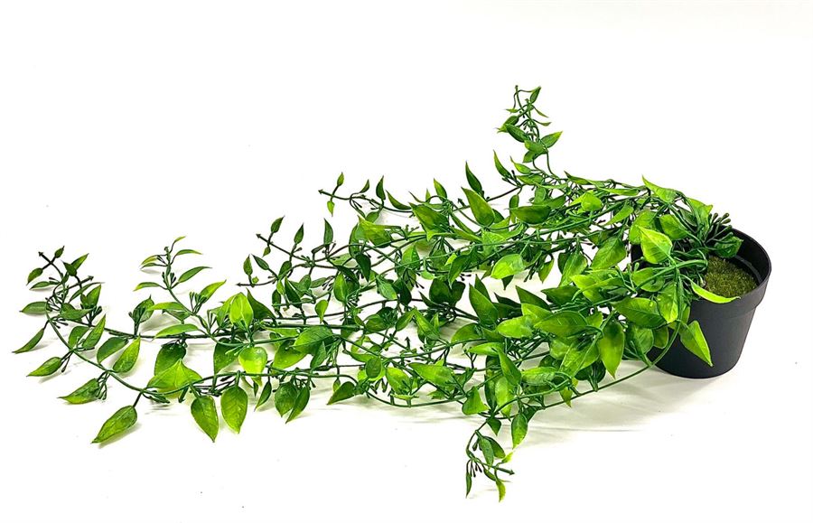 עציץ עלים ירוקים נשפכים